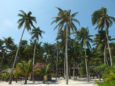 海边椰树摄影照片_海南文昌椰林湾