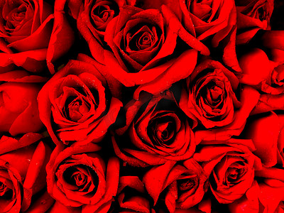 鲜花玫瑰红玫瑰