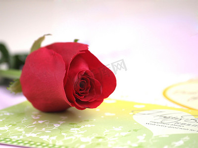 玫瑰背景素材摄影照片_玫瑰红玫瑰素材