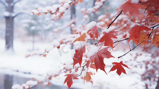 树叶冬天摄影照片_冬季被冰雪覆盖的枫叶