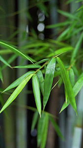 飘舞喷墨摄影照片_竹子随风起舞竖屏自然风景