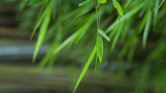 竹子随风飘动横屏自然风景