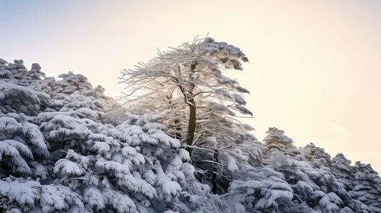 冬日冰雪覆盖的山林树木