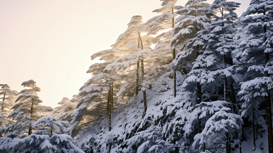 冬季山林摄影照片_冬日冰雪覆盖的山林树木