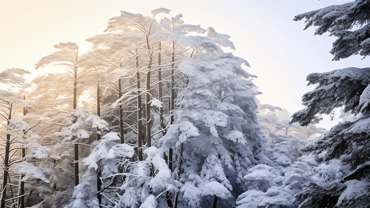 冬日冰雪覆盖的山林树木