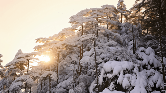 冬日冰雪覆盖的山林树木冬日冰雪覆盖的山林树木
