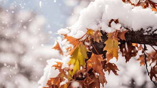 冬天的枫叶摄影照片_冬季被冰雪覆盖的枫叶