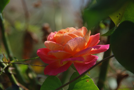 花野花秋天摄影