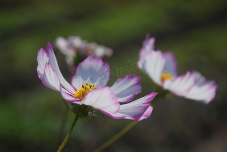 花野花秋天摄影