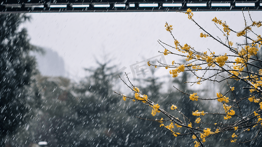 古典园林植物中式雪景