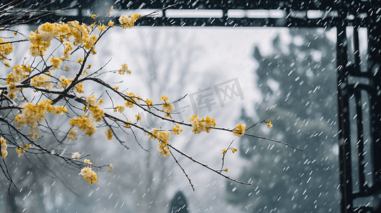 中式梅花摄影照片_古典园林植物中式雪景