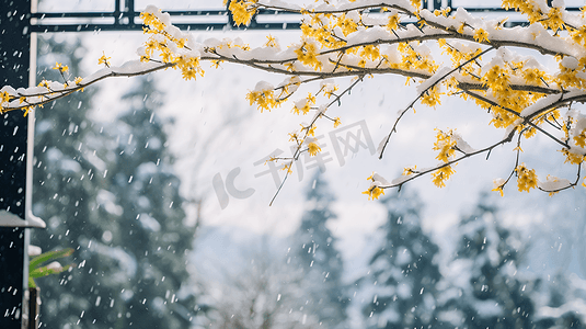 古典园林植物中式雪景