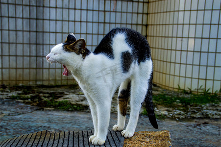 小猫咪宠物猫