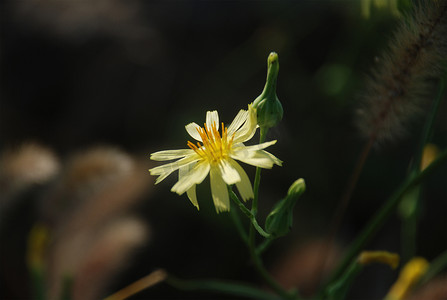 花野花秋天摄影