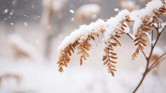 冰雪摄影照片_冬季被冰雪覆盖的枝叶冬季