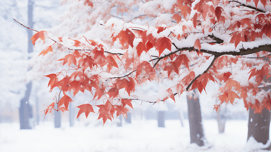 冰雪迪士尼摄影照片_冬季被冰雪覆盖的枫叶