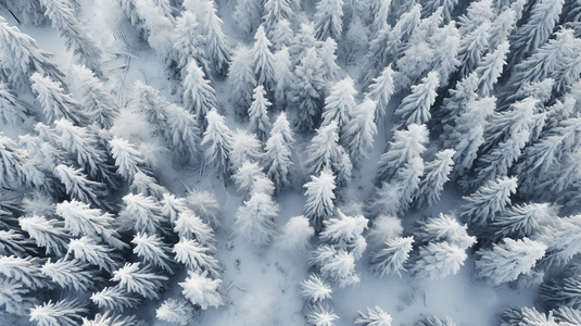 白雪皑皑的森林摄影照片_冬日里白雪皑皑的森林