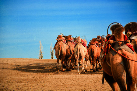 沙漠旅游骆驼驼队