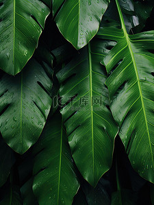 热带树叶绿叶电商背景12