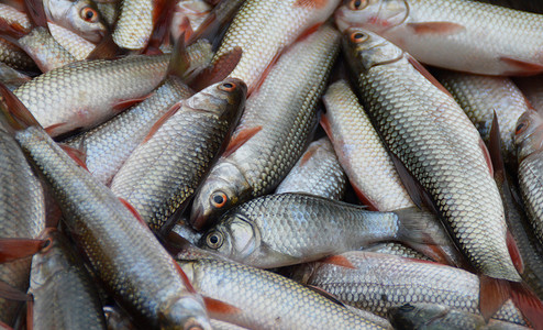 稻花香大米粒摄影图片-稻花香大米粒摄影作品-千库网