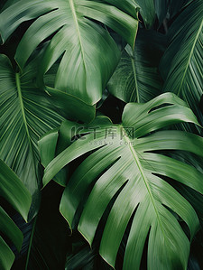 热带树叶绿叶电商背景1