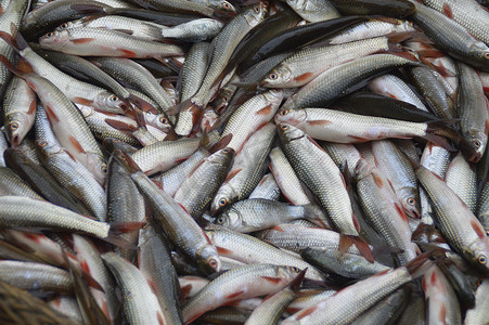 稻花香大米粒摄影图片-稻花香大米粒摄影作品-千库网