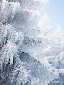 雪松冬天积雪雪景6