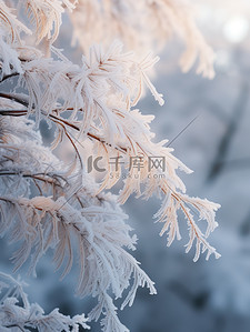 风车雪景背景图片_雪松冬天积雪雪景3
