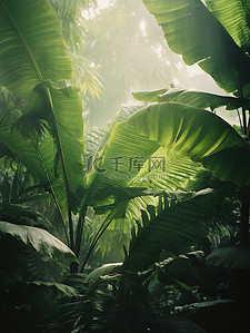 龟背叶背景图片_热带树叶绿叶电商背景15