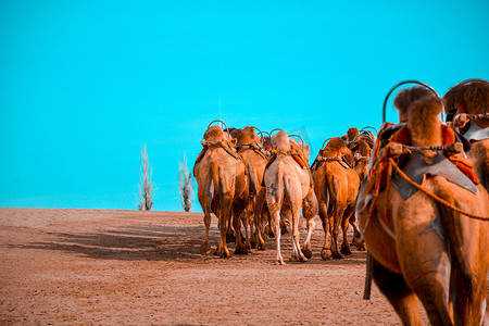 西域摄影照片_沙漠旅游骆驼驼队