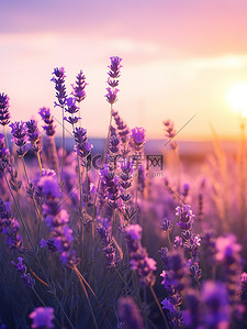 紫色花海背景图片_日落背景中的薰衣草6