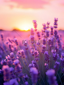 浪漫紫色花朵背景图片_日落背景中的薰衣草13