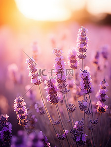 紫色花海背景图片_日落背景中的薰衣草4