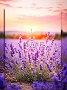 紫色花海背景图片_日落背景中的薰衣草2