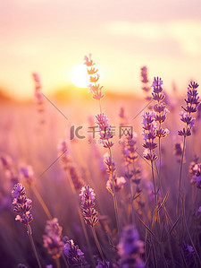 紫色花海背景图片_日落背景中的薰衣草19