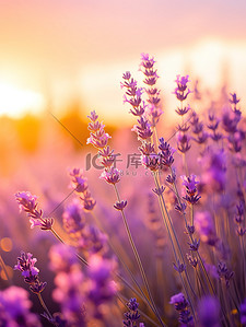 紫色花海背景图片_日落背景中的薰衣草15