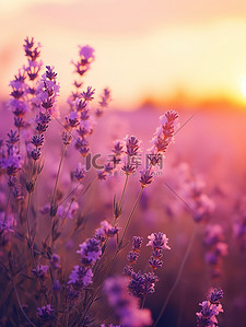 紫色花海背景图片_日落背景中的薰衣草16