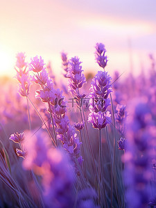紫色花海背景图片_日落背景中的薰衣草1