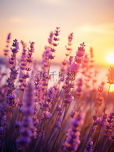 紫色花海背景图片_日落背景中的薰衣草11