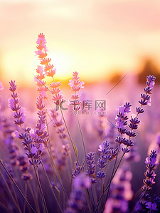 紫色花海背景图片_日落背景中的薰衣草14