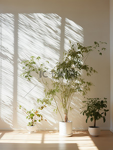 电商背景植物背景图片_植物和百叶窗的空墙电商背景9