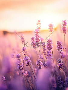 紫色花海背景图片_日落背景中的薰衣草9