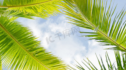 椰树椰子摄影照片_南方果树椰子树
