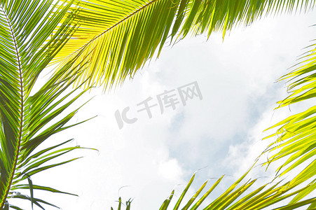 椰树椰子摄影照片_南方果树椰子树