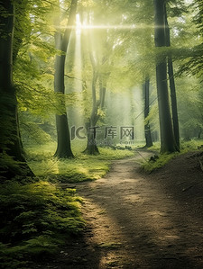斑驳的背景图片_森林阳光透过斑驳的光影19
