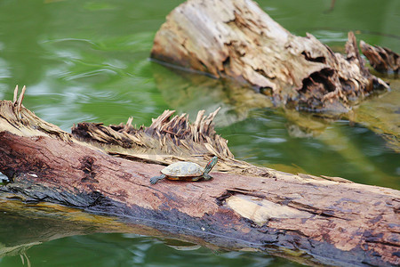 池塘里的一只乌龟摄影摄影图配图
