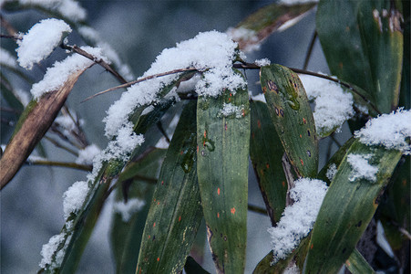 冬天白雪的竹林竹子竹叶积雪摄影图
