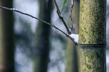 冬天摄影图白雪的竹林竹子积雪