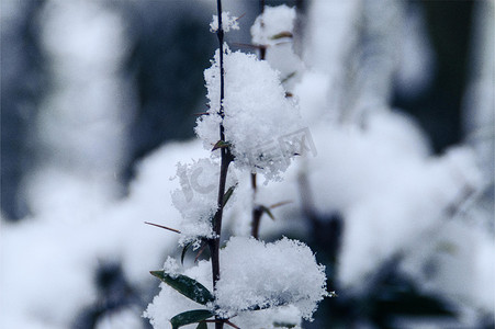 冬天白雪的竹林积雪
