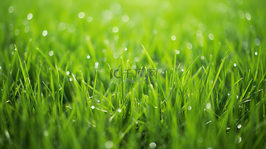 绿色打结的小草背景图片_绿色小草清新背景15